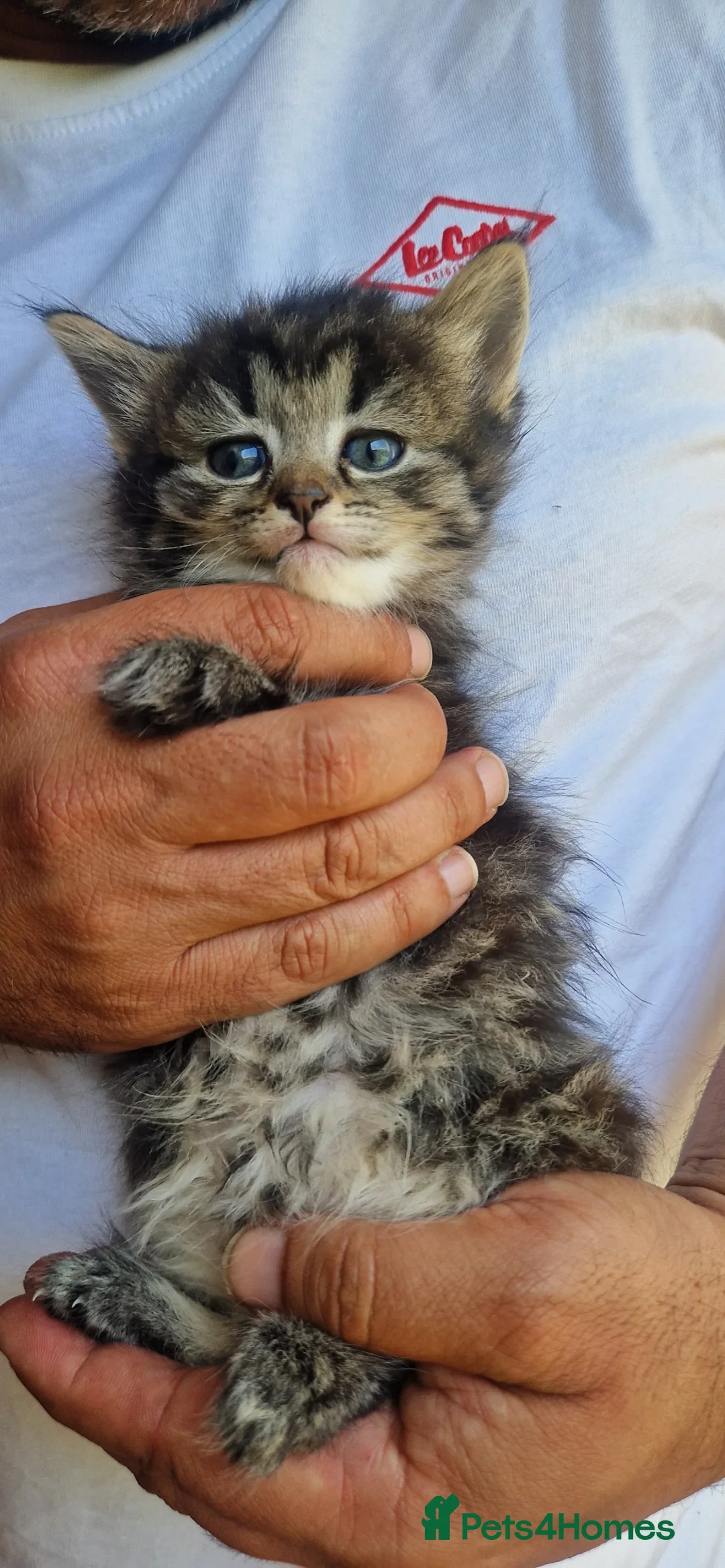 Mixed Breed cats for sale: Persian x fluffy kittens in Haverhill - Advert 1