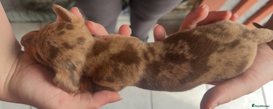 Dachshund dogs for sale: 7 Dachshund Puppies light & dark dapple and brown - Image 20