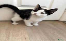Mixed Breed cats for sale: 2 adorable male kittens for sale 🩵 - Image 7