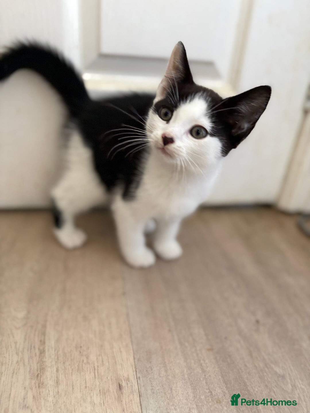 Mixed Breed cats for sale: 2 adorable male kittens for sale 🩵 - Image 7