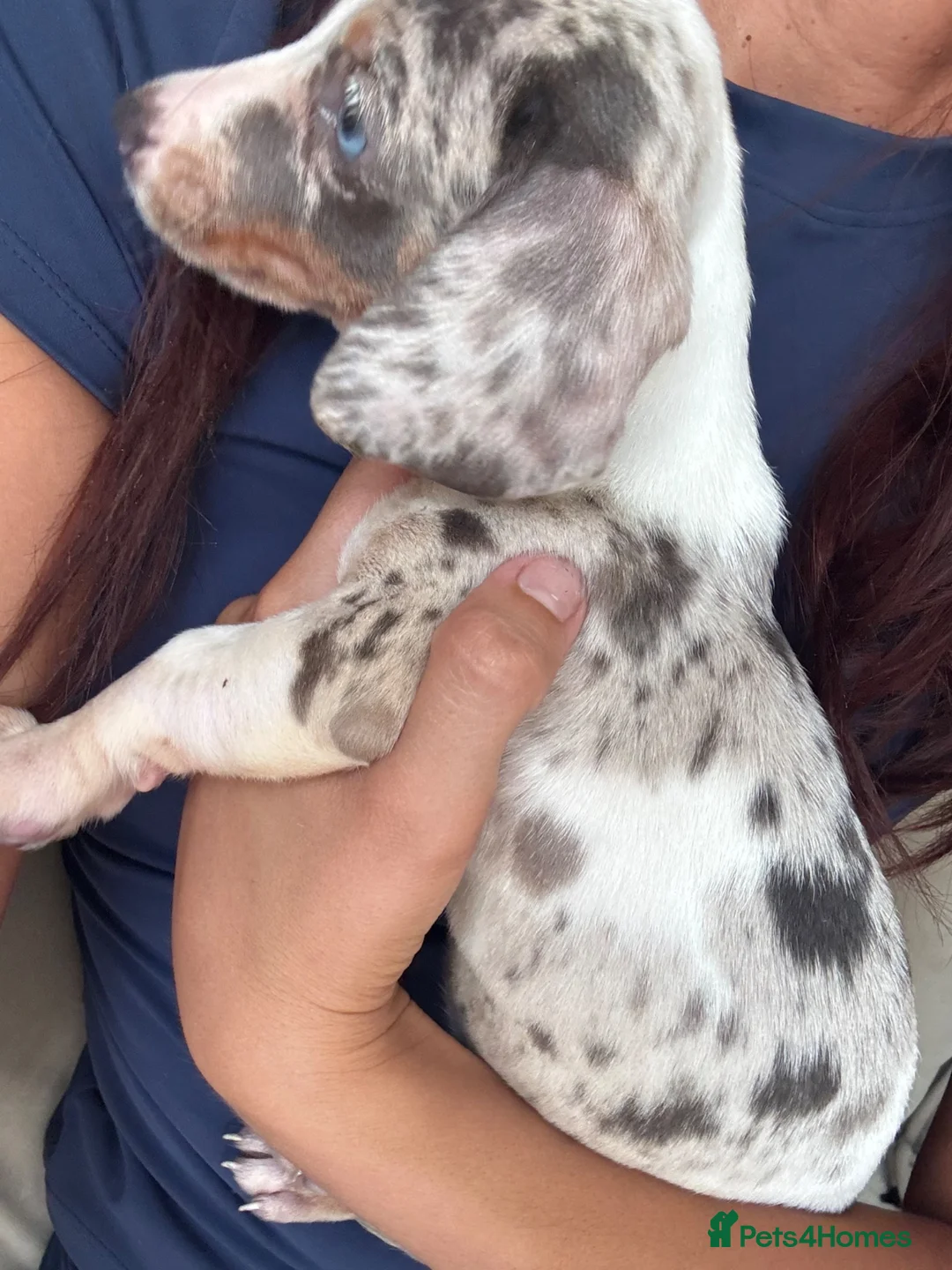 Miniature Dachshund dogs for sale: miniature dashchund - Advert 7