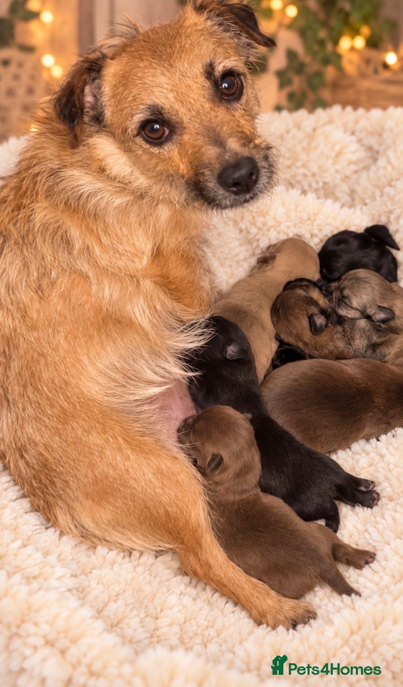 Mixed Breed dogs 🐶💕 GORGEOUS LITTLE BOYS  💕🐶 - Advert 4