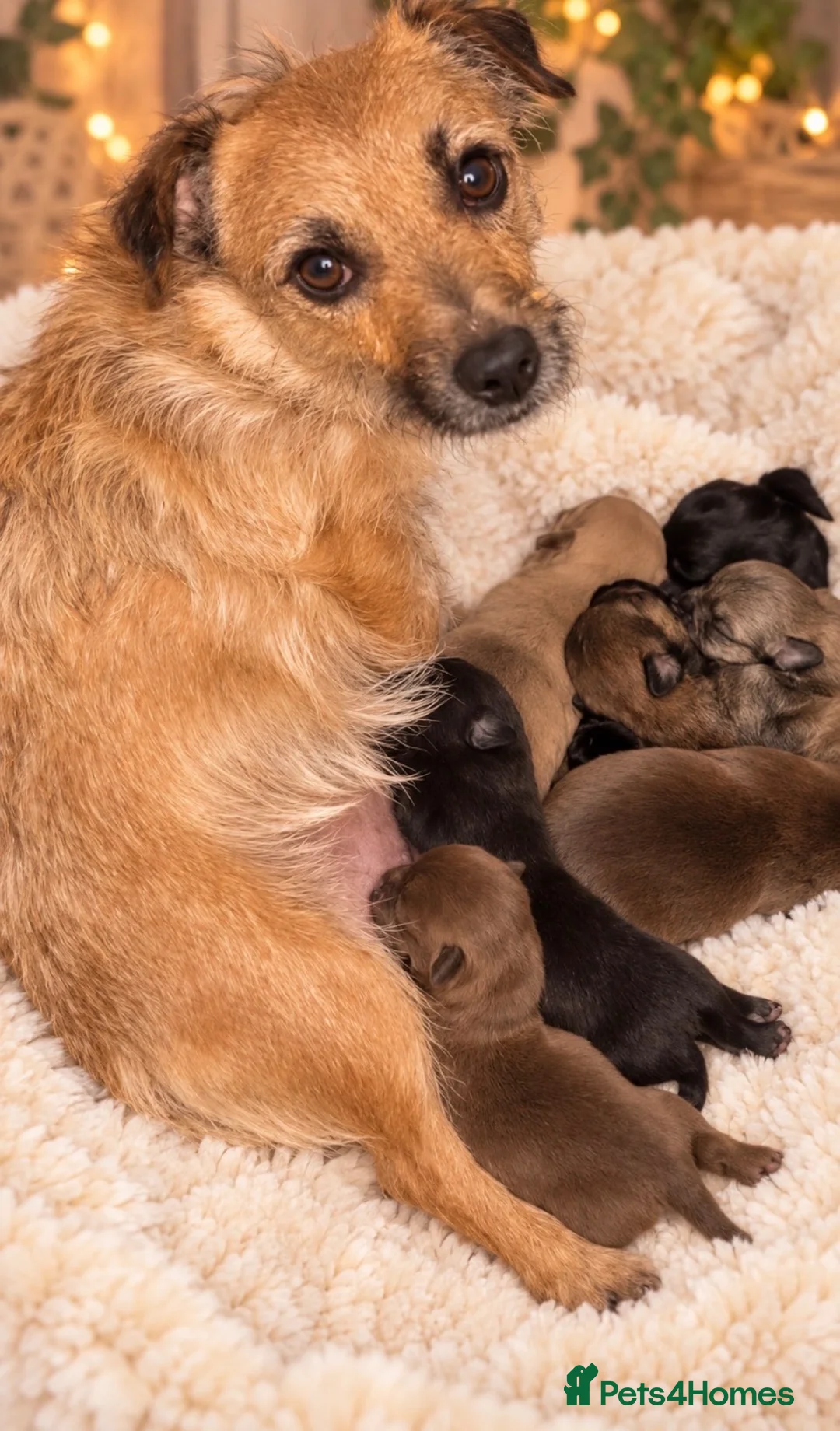 Mixed Breed dogs for sale: 🐶💕 GORGEOUS LITTLE BOYS  💕🐶 in Southampton - Advert 1