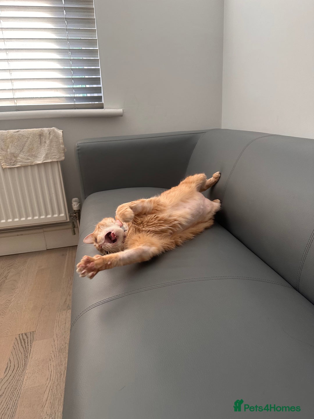 Domestic Shorthair cats for sale: Lovable Ginger Cat Looking for Her Forever Home 🧡 - Image 5