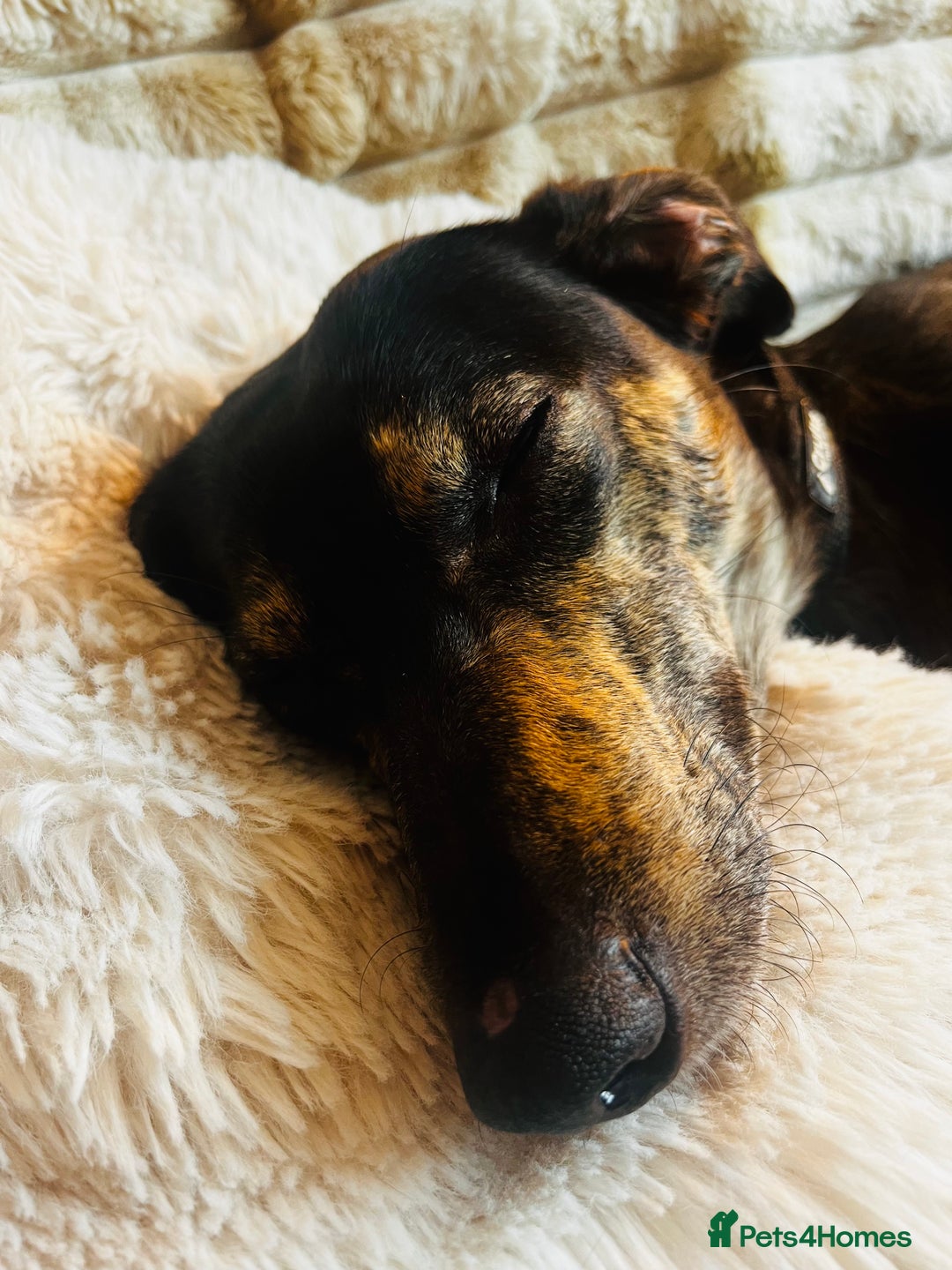 Mixed Breed dogs for sale: Sweet Lurcher Girl - Advert 4