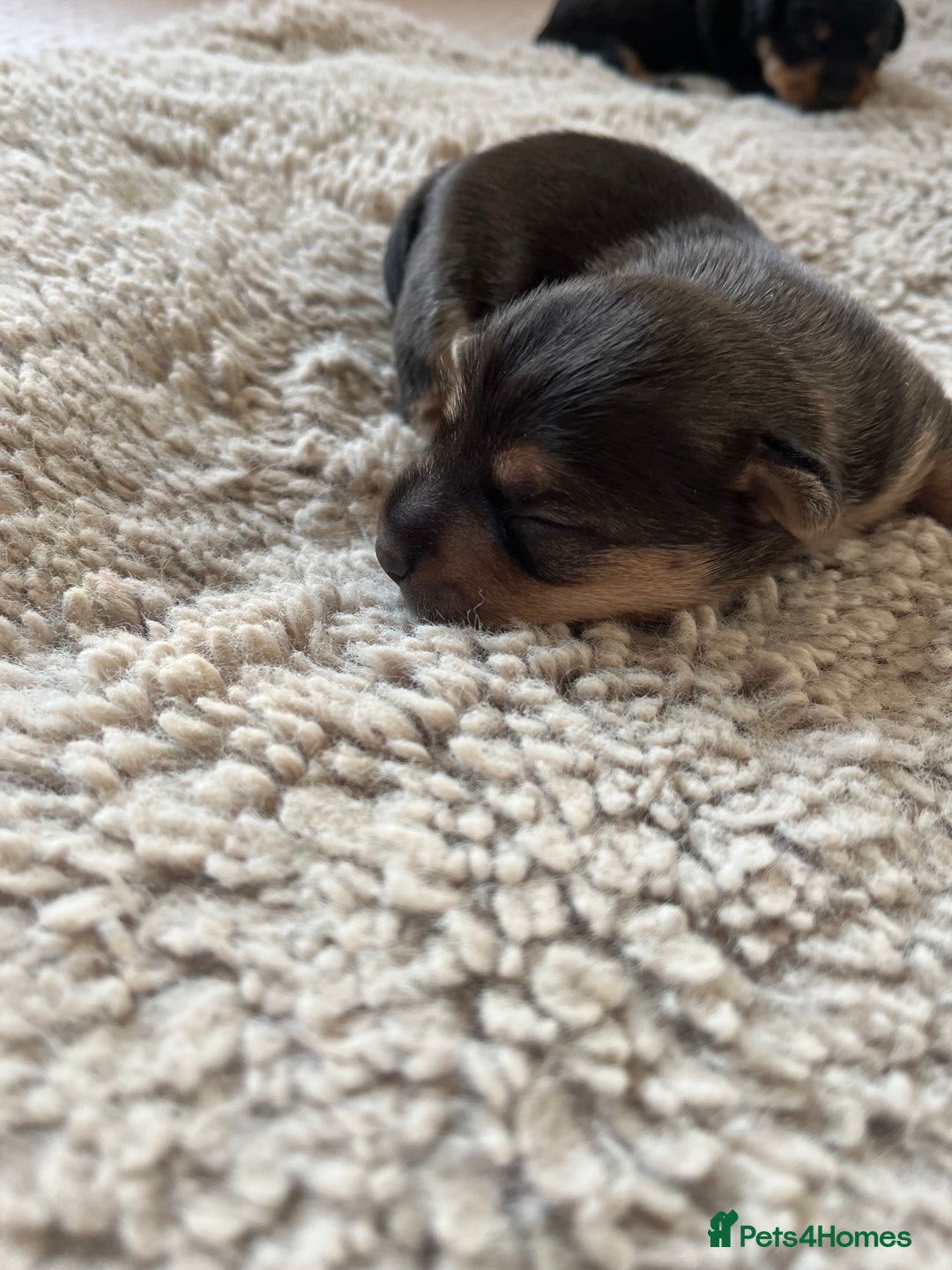 Jack Russell dogs for sale: Jack Russel puppies - Advert 10