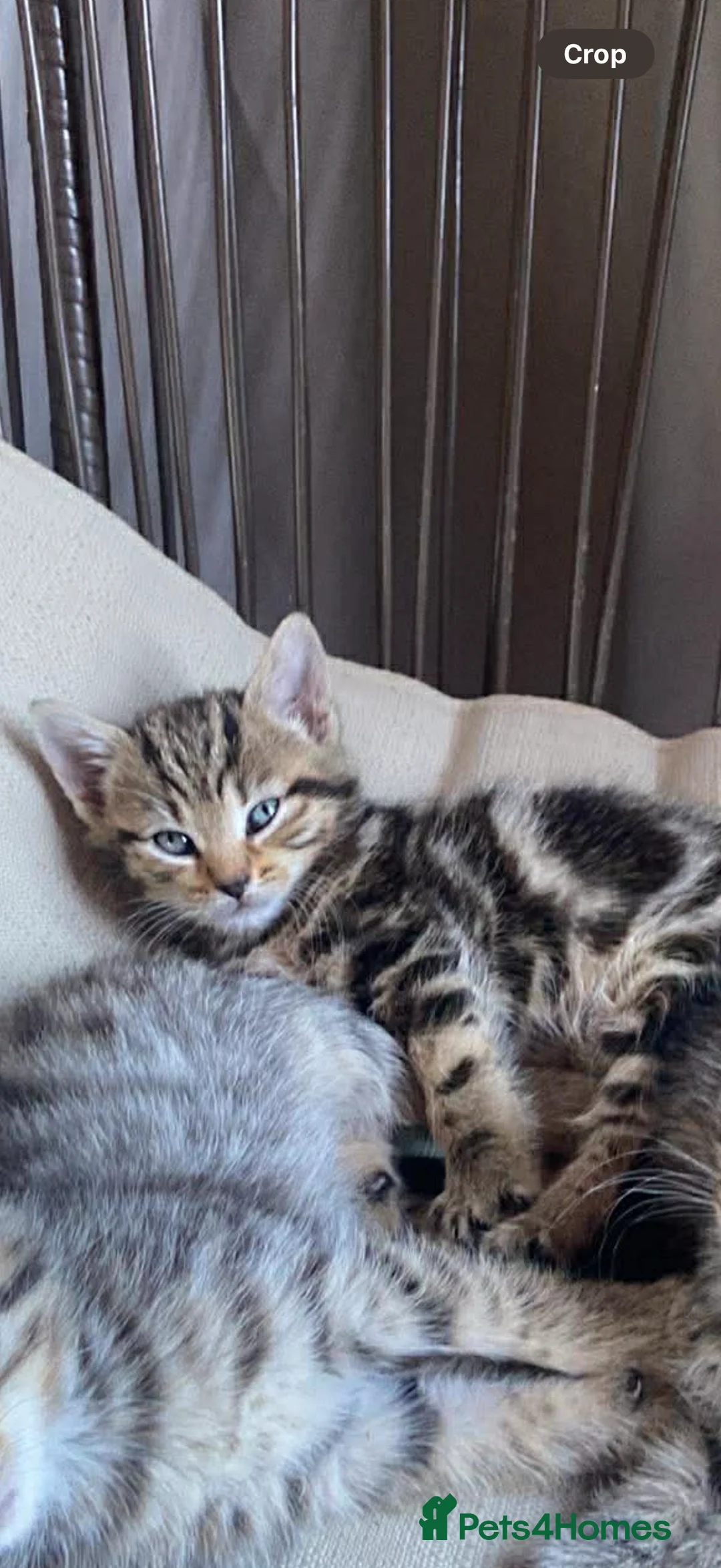 Abyssinian cats for sale: Tabby’s male  - Advert 2