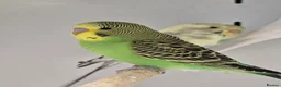 Budgerigars birds for sale: Breathtakingly Stunning Baby Budgies!!! - Advert 5