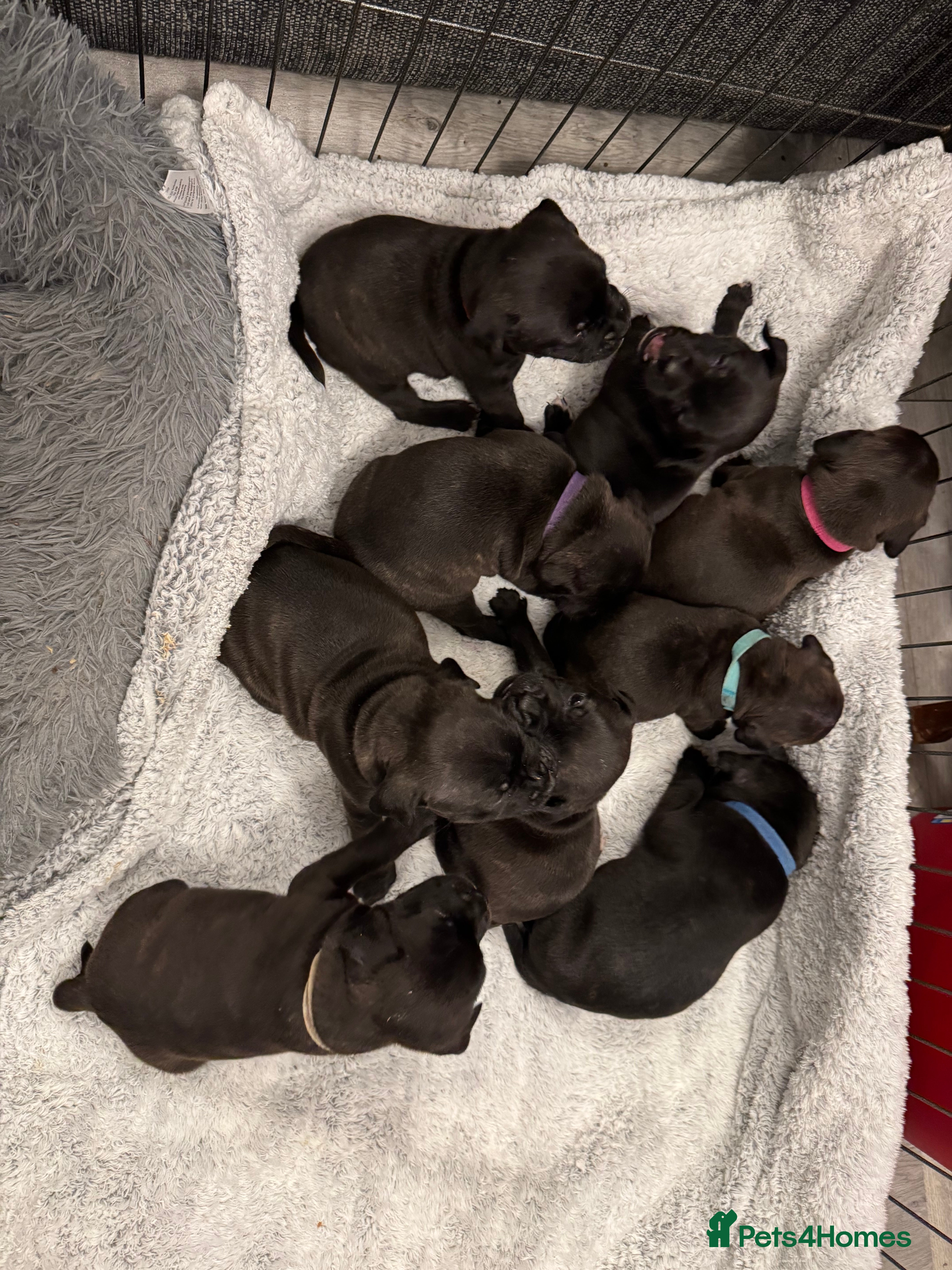 Staffordshire Bull Terrier dogs KC Staffordshire bull terrier puppies  - Advert 1