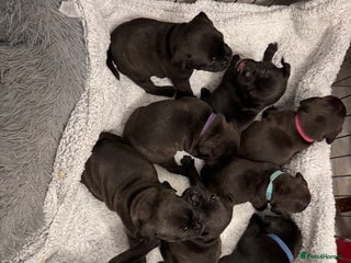 Staffordshire Bull Terrier dogs KC Staffordshire bull terrier puppies - Advert 1