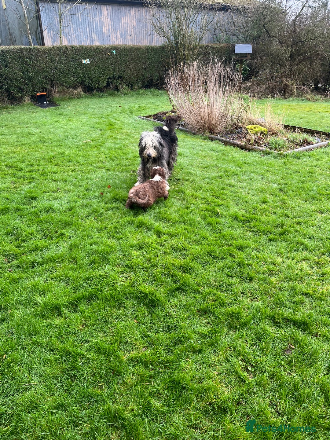Bearded Collie dogs for sale: One Brown Beardie For Sale - Advert 3