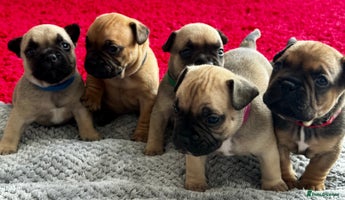 Mixed Breed dogs - Advert 5