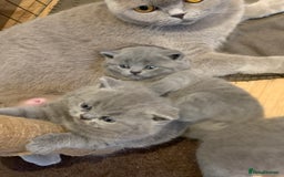 British Shorthair cats for sale: 1 Boy Left-GCCF Pedigr Pure Blue British Shorthair - Image 19