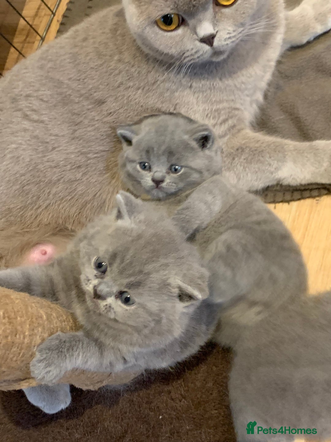 British Shorthair cats for sale: 1 Boy Left-GCCF Pedigr Pure Blue British Shorthair - Image 19