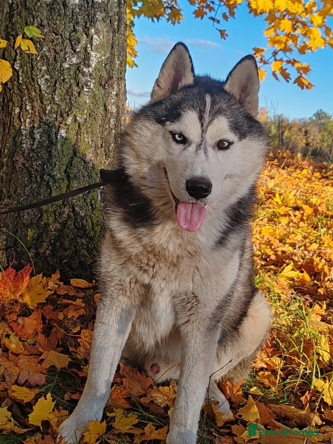Siberian Husky dogs for adoption: CASPER – Husky (Male) - Advert 1