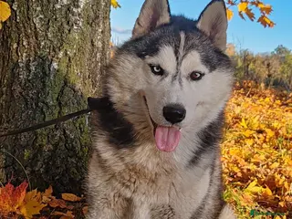 Siberian Husky dogs CASPER – Husky (Male) - Advert 1