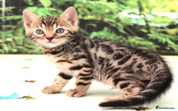 Bengal cats for sale: CUTE BROWN FEMALE BENGAL KITTENS (TICA REG) - Image 7