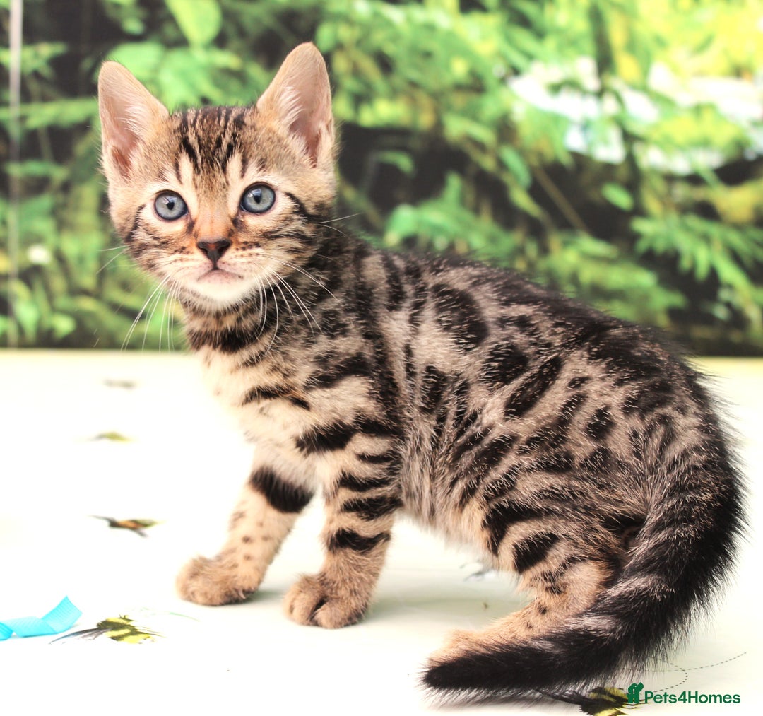 Bengal cats for sale: CUTE BROWN FEMALE BENGAL KITTENS (TICA REG) - Image 7