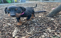 Dobermann dogs for sale: Doberman pups - Advert 5