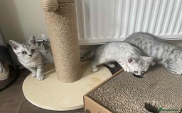 British Shorthair cats for sale: Silver spotted British Shorthair kittens  - Image 15