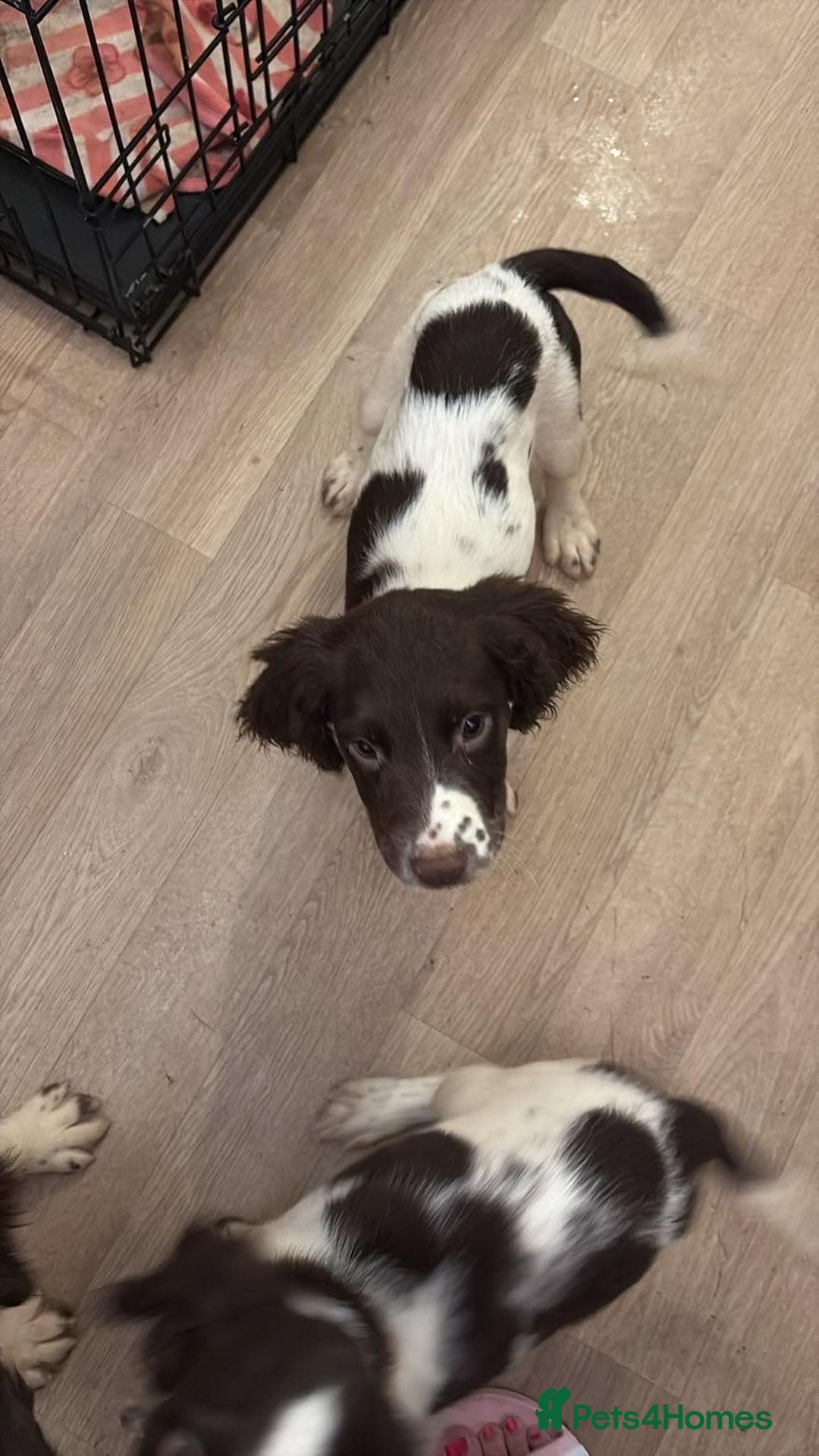 English Springer Spaniel dogs for sale: Two female pups left from a litter of 10 - Advert 7