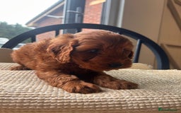 Cockapoo dogs for sale: One boy - Image 3