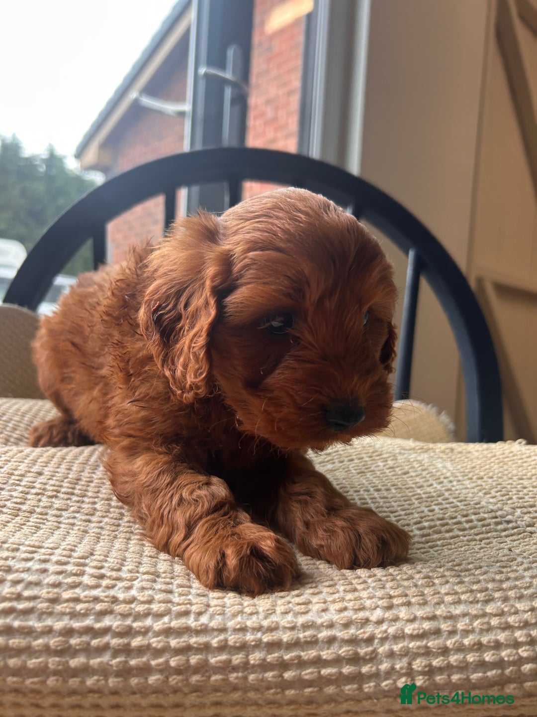 Cockapoo dogs for sale: One boy - Image 3