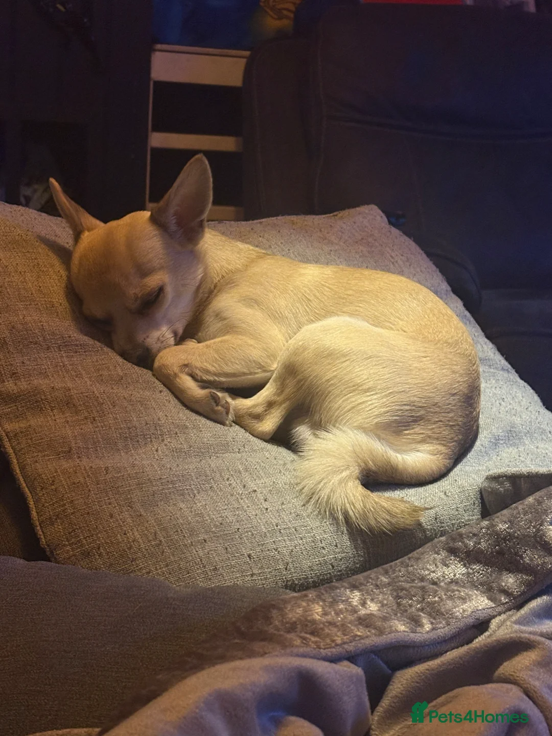 Chihuahua dogs for stud: STUD  in London - Advert 2