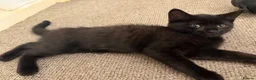 Mixed Breed cats for sale: Cats for sale  - Advert 6