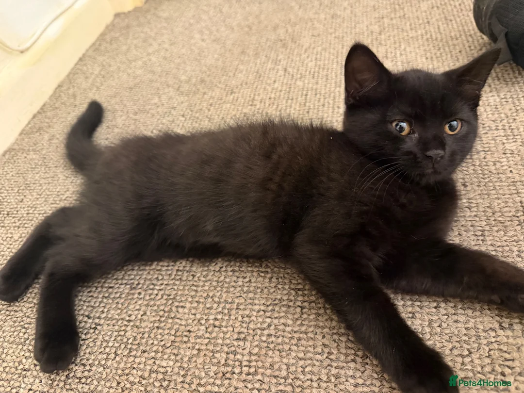 Mixed Breed cats for sale: Cats for sale  - Advert 6