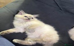 Ragdoll cats for sale: Beautiful bluepoint ragdoll  - Image 8