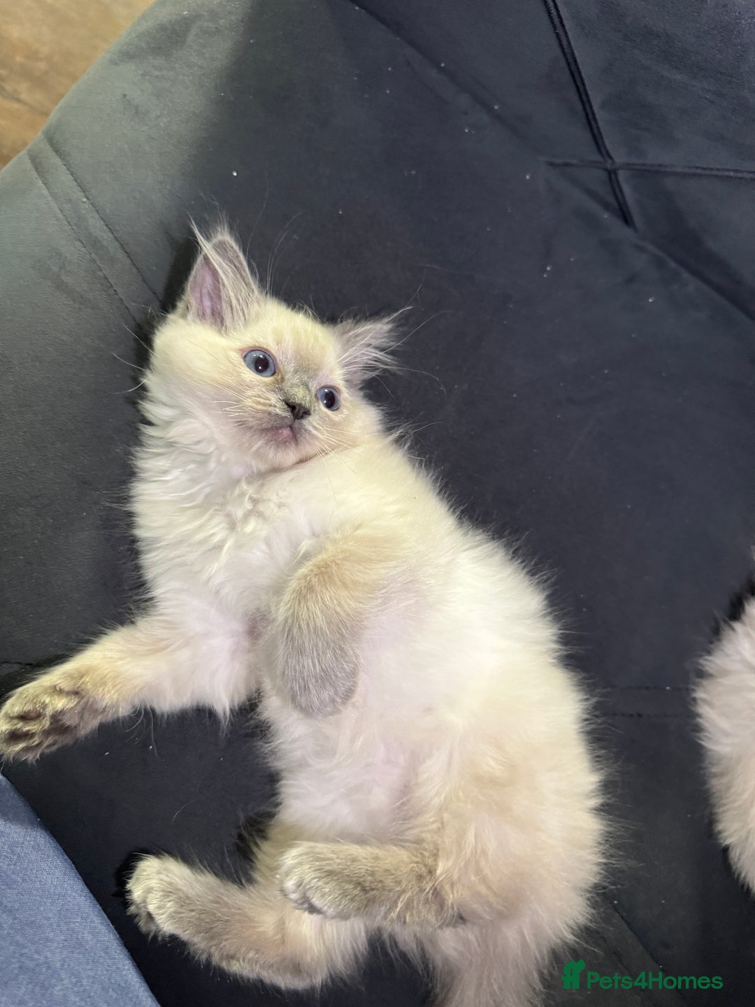 Ragdoll cats for sale: Beautiful bluepoint ragdoll  - Image 8
