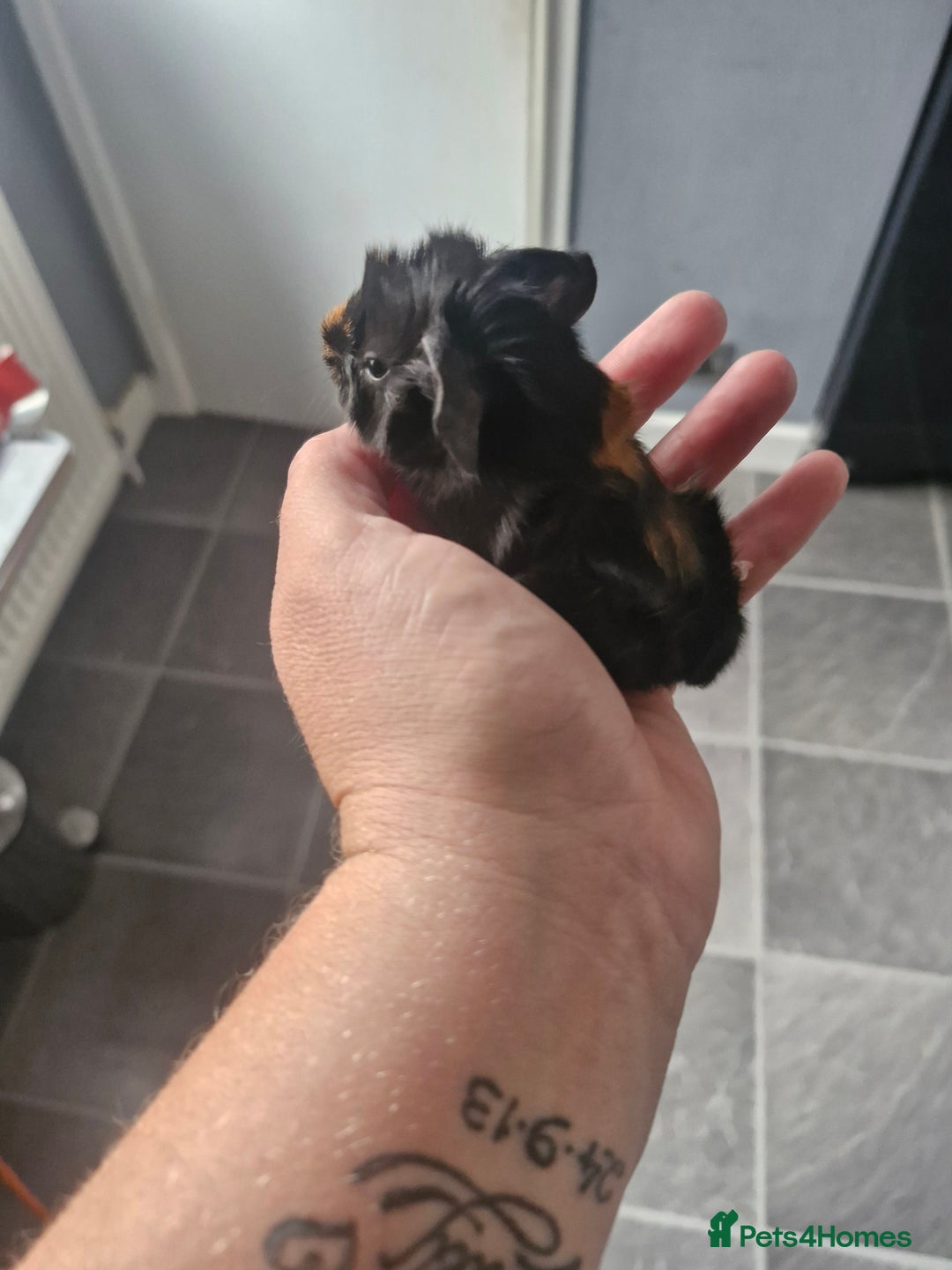 Guinea Pig rodents for sale: 2 males 7 weeks old - Image 4