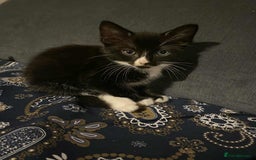 Mixed Breed cats for sale: 2 Beautiful kitten for sale - Image 5