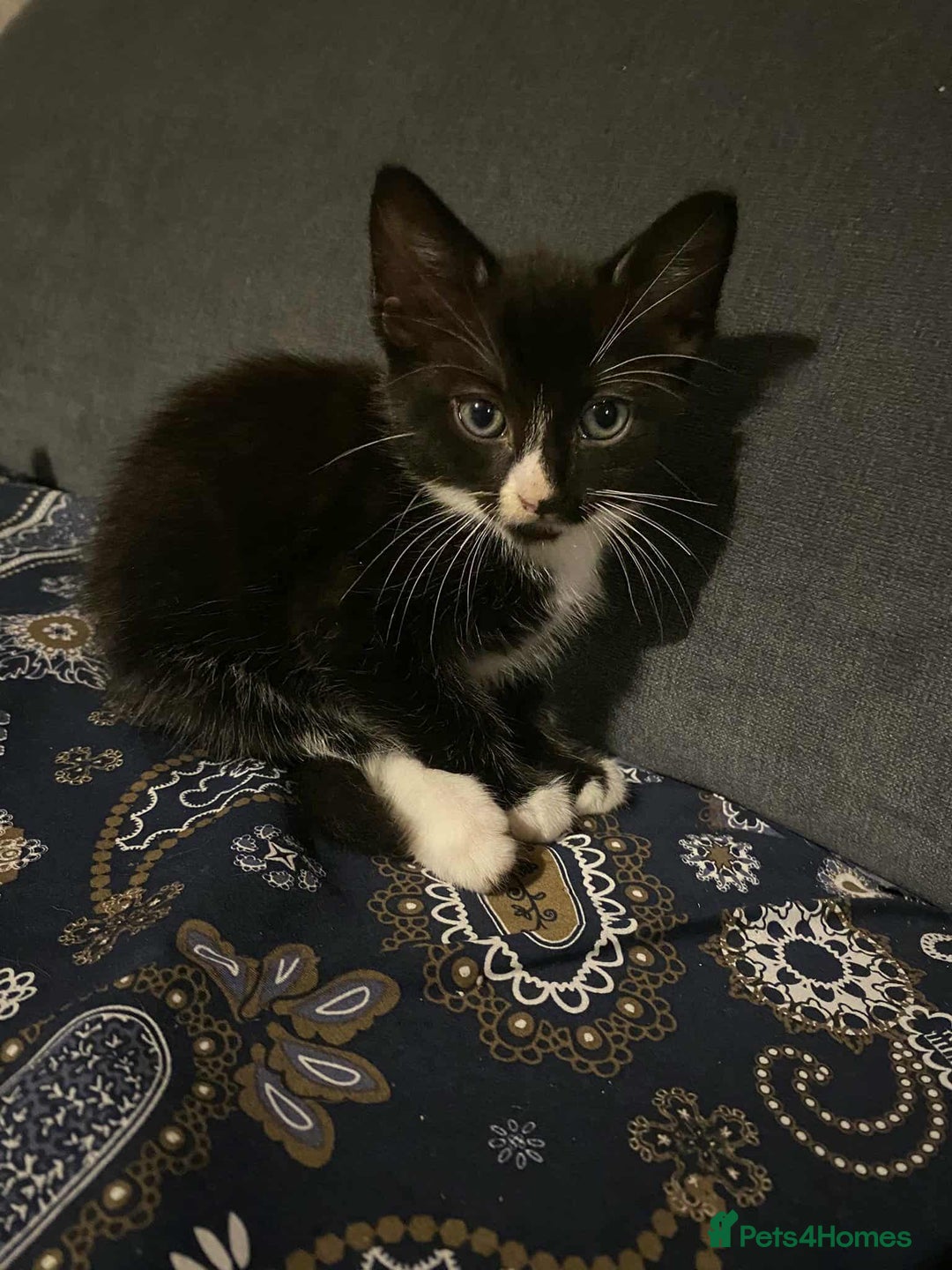 Mixed Breed cats for sale: 2 Beautiful kitten for sale - Image 5