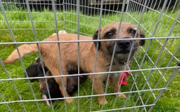 Border Terrier dogs for sale: Border Terrier bitch puppies - Image 4