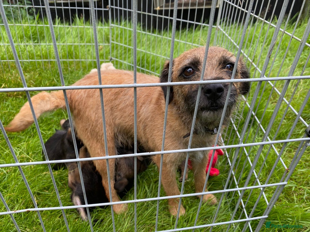 Border Terrier dogs for sale: Border Terrier bitch puppies - Image 4