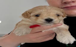 Maltipoo dogs for sale: Beautiful Male Maltipoo F1 Pups - Image 20