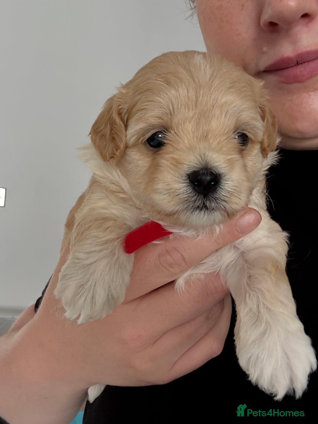 Maltipoo dogs for sale: Beautiful Male Maltipoo F1 Pups - Image 20