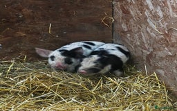 Pig livestock for sale: Kune Kune piglets  - Image 4