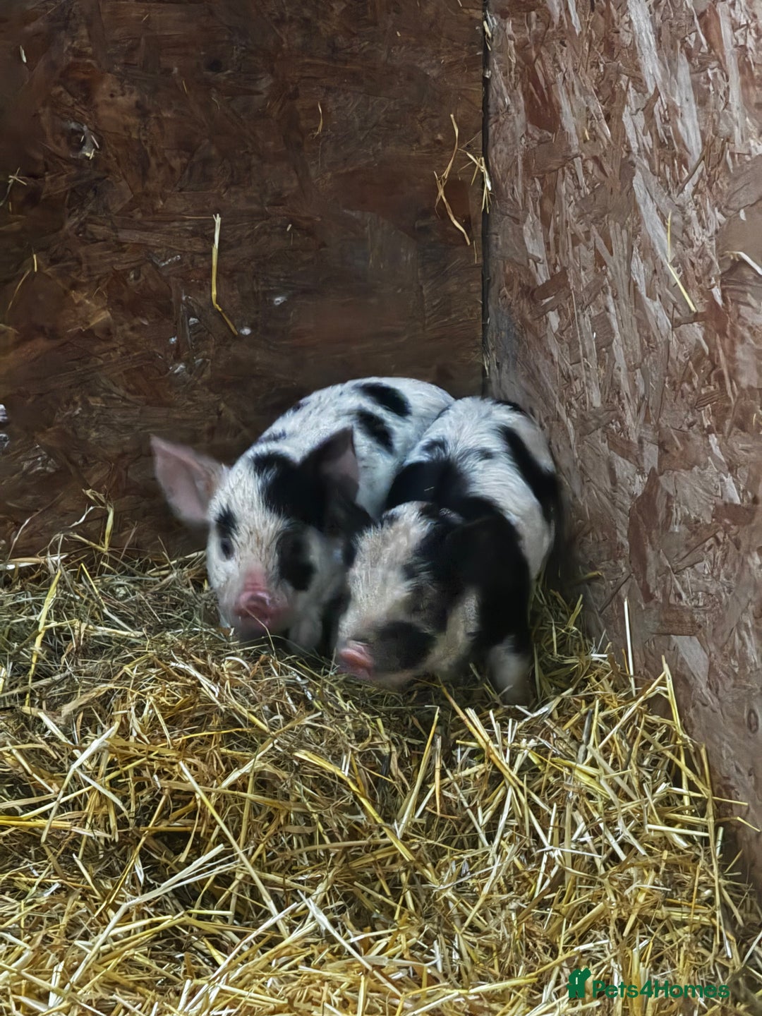 Pig livestock for sale: Kune Kune piglets  - Image 4