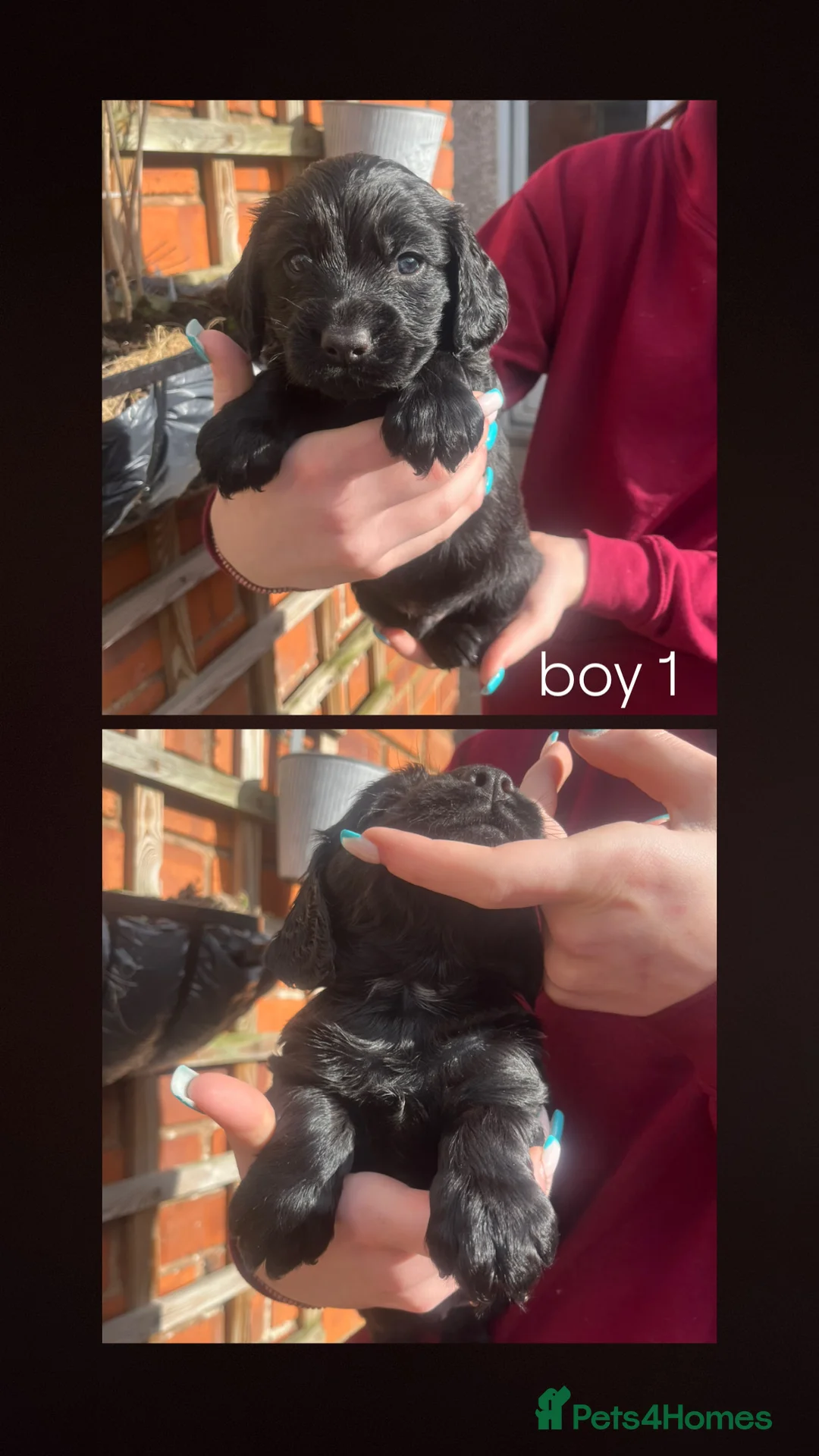 Cocker Spaniel dogs for sale: MOELFAMAU / MAESYDDERWYN PUPS - Advert 2
