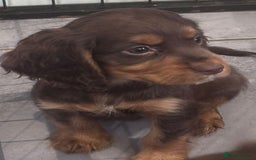 Cocker Spaniel dogs for sale: Working cocker spaniels puppies kc reg - Image 18