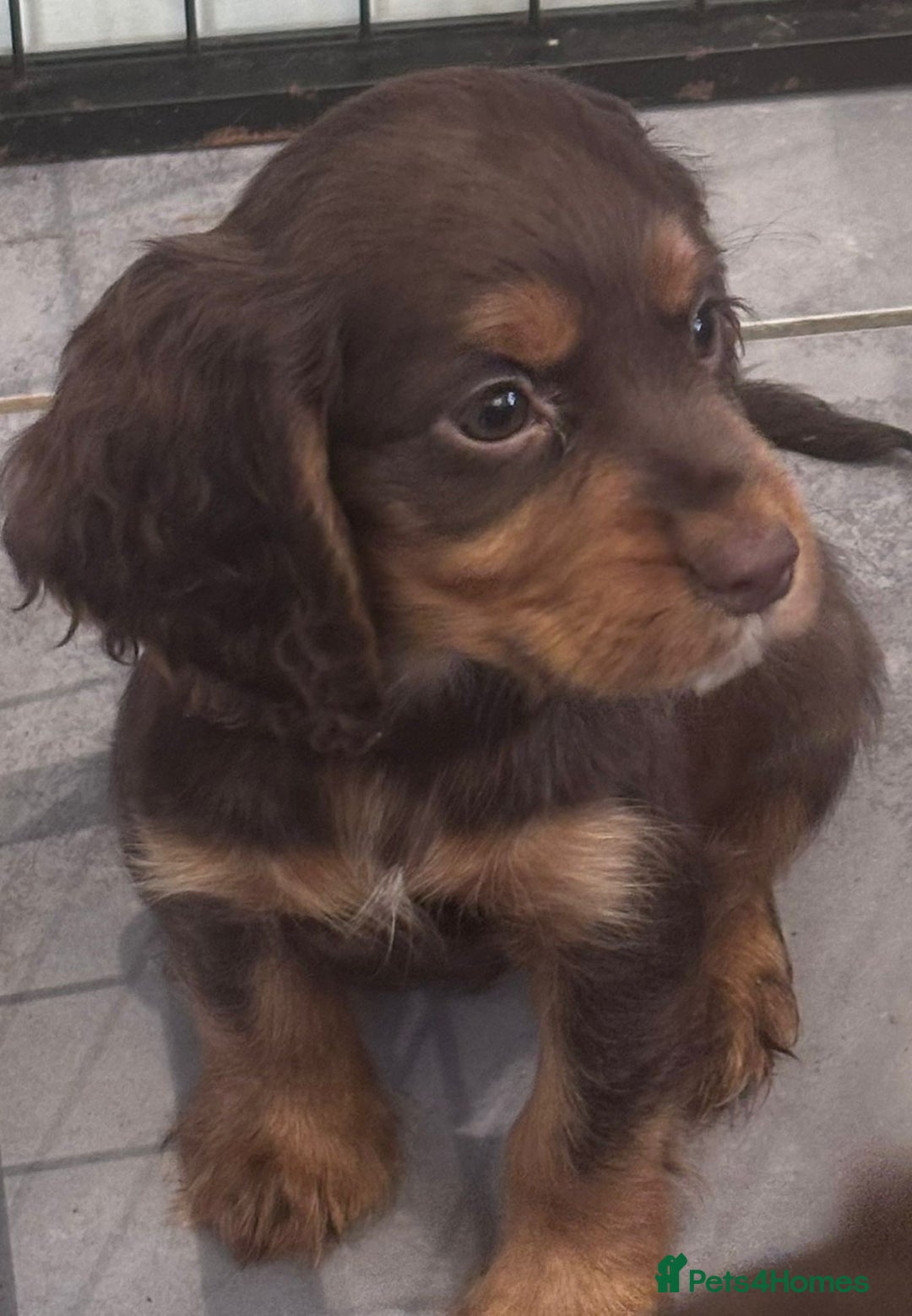 Cocker Spaniel dogs for sale: Working cocker spaniels puppies kc reg - Image 18