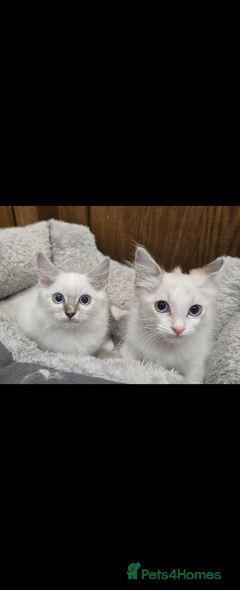 Ragdoll cats 4 Stunning Ragdoll Kittens  - Advert 1
