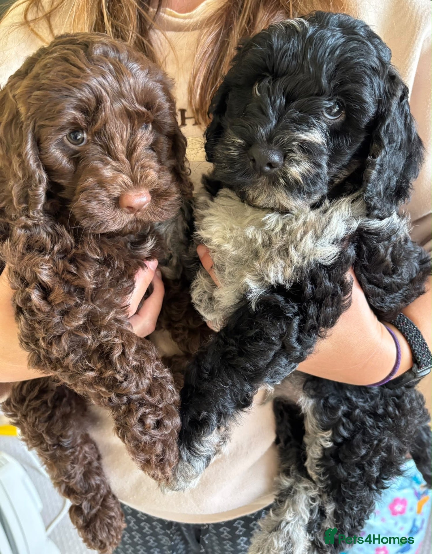 Cockapoo dogs Cockapoo puppies - Advert 1