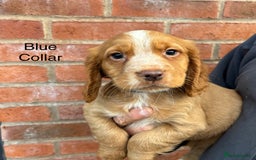Cocker Spaniel dogs for sale: Ready Now - Cocker spaniel puppies - Image 6