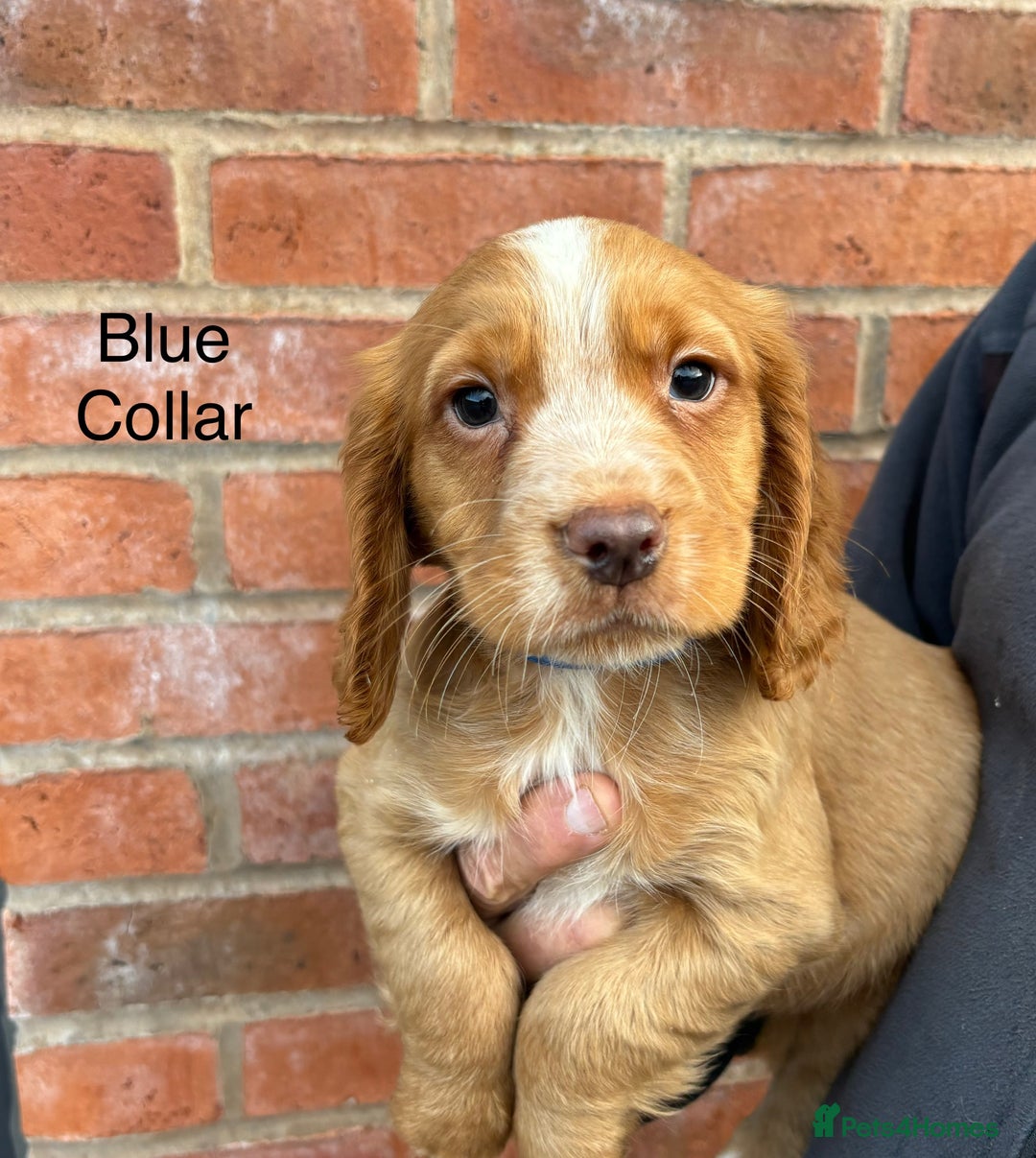 Cocker Spaniel dogs for sale: Ready Now - Cocker spaniel puppies - Image 6