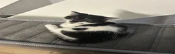 Mixed Breed cats for sale: X2 female kittens  - Advert 1