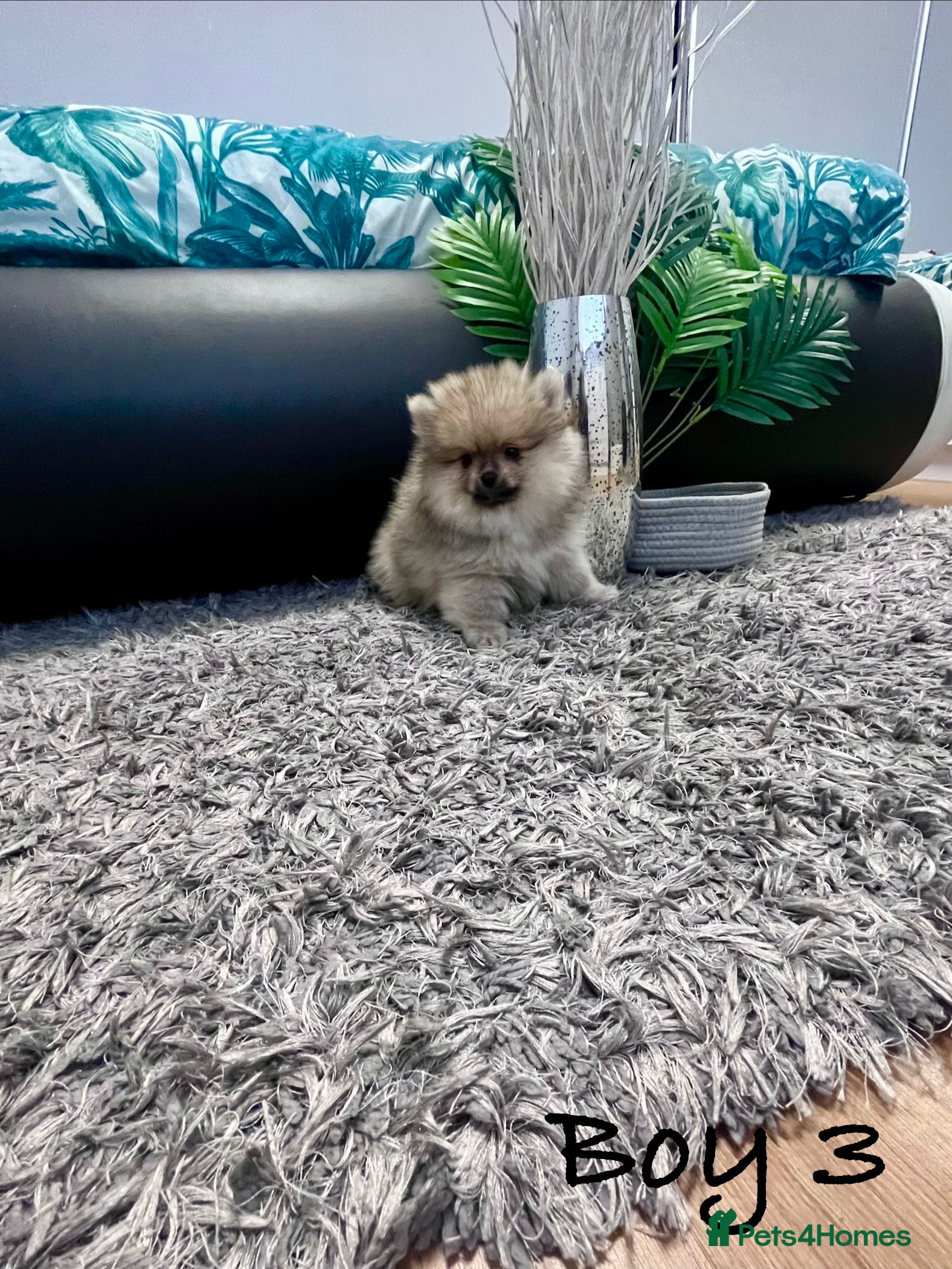 Pomeranian dogs Top Quality 🐻 Teddy Face  - Advert 7